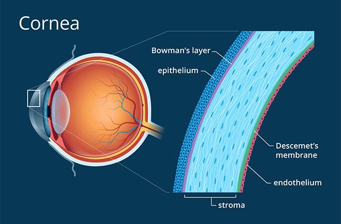 Illustration of cornea anatomy