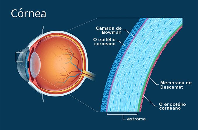 Ilustração da anatomia da córnea