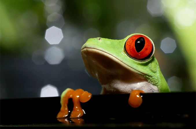 closeup of a frog and its eyes