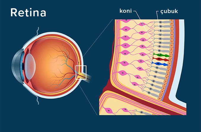Retina anatomi çizimi
