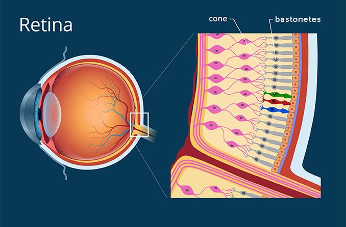 Ilustração da anatomia da retina