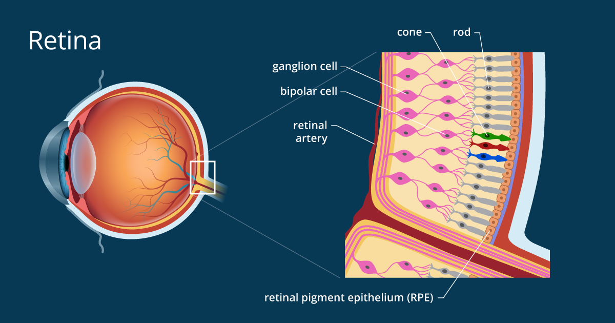 retina function