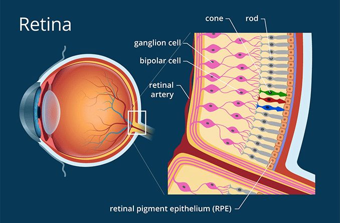 Retina Definition And Detailed Illustration
