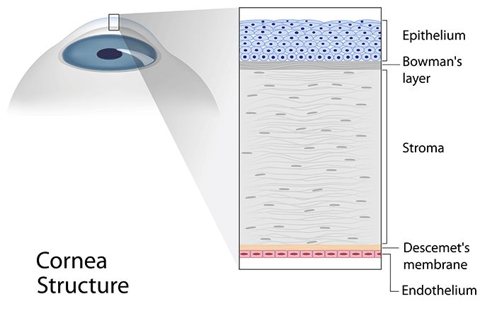 illustration of the different layers/structure of the cornea