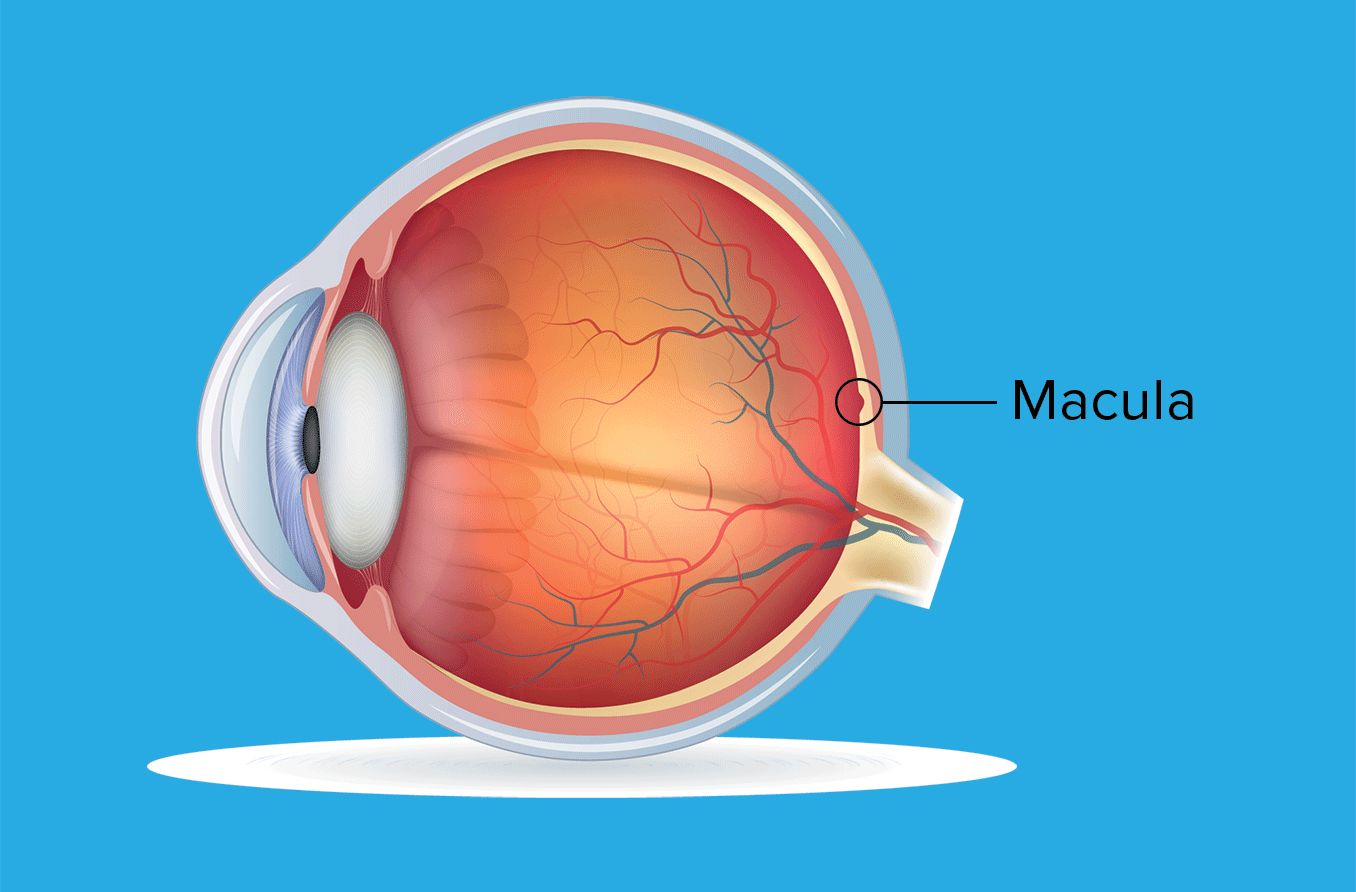 eye anatomy illustration of the macula