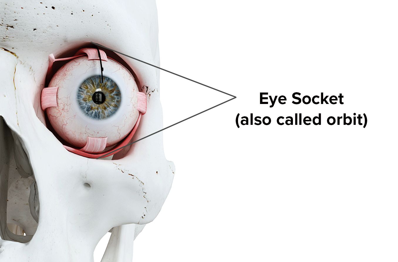 External and internal eye anatomy: MedlinePlus Medical Encyclopedia Image
