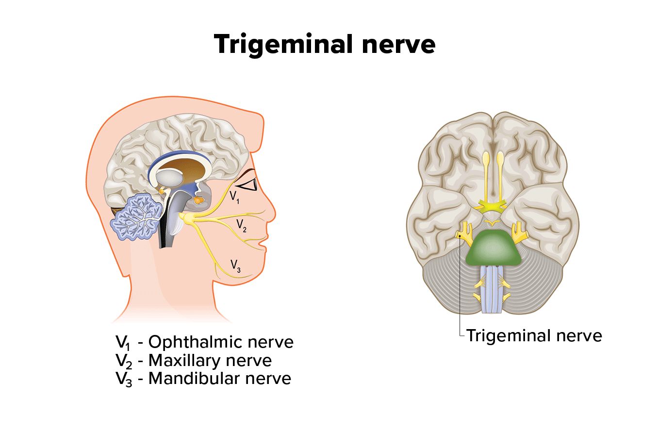 illustration of the trigeminal nerve in the brain (cranial nerve 5)