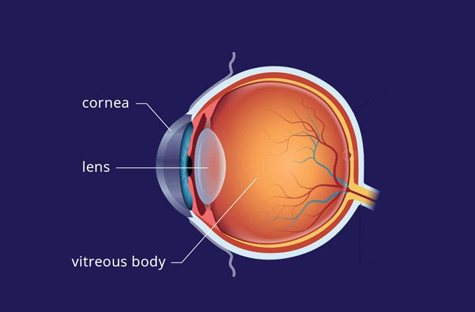 illustration of the lens of the eye anatomy
