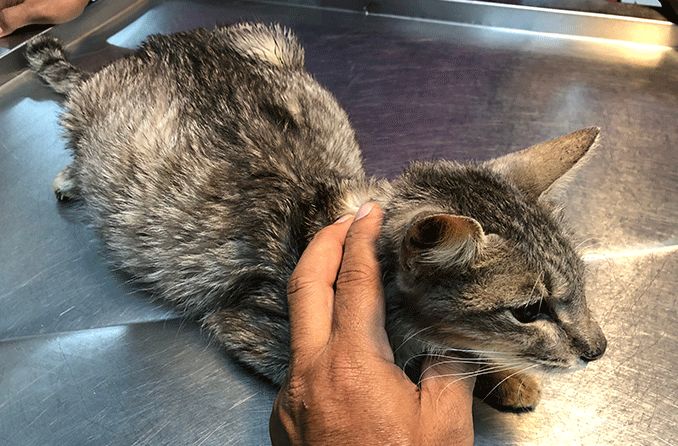 cat diagnosed with FIP (Feline Infectious Peritonitis)