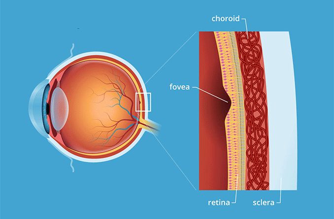 illustration of the fovea centralis eye anatomy