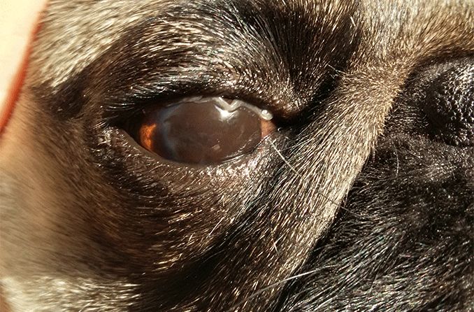 closeup of a pug's eye with pigmentary keratitis