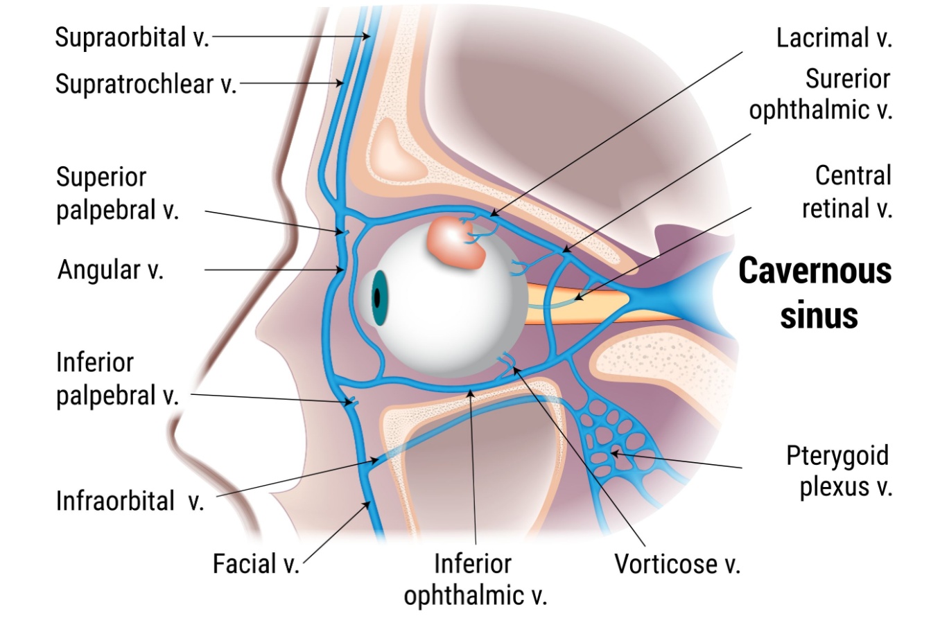 Cavernous Sinus: Anatomy and Function