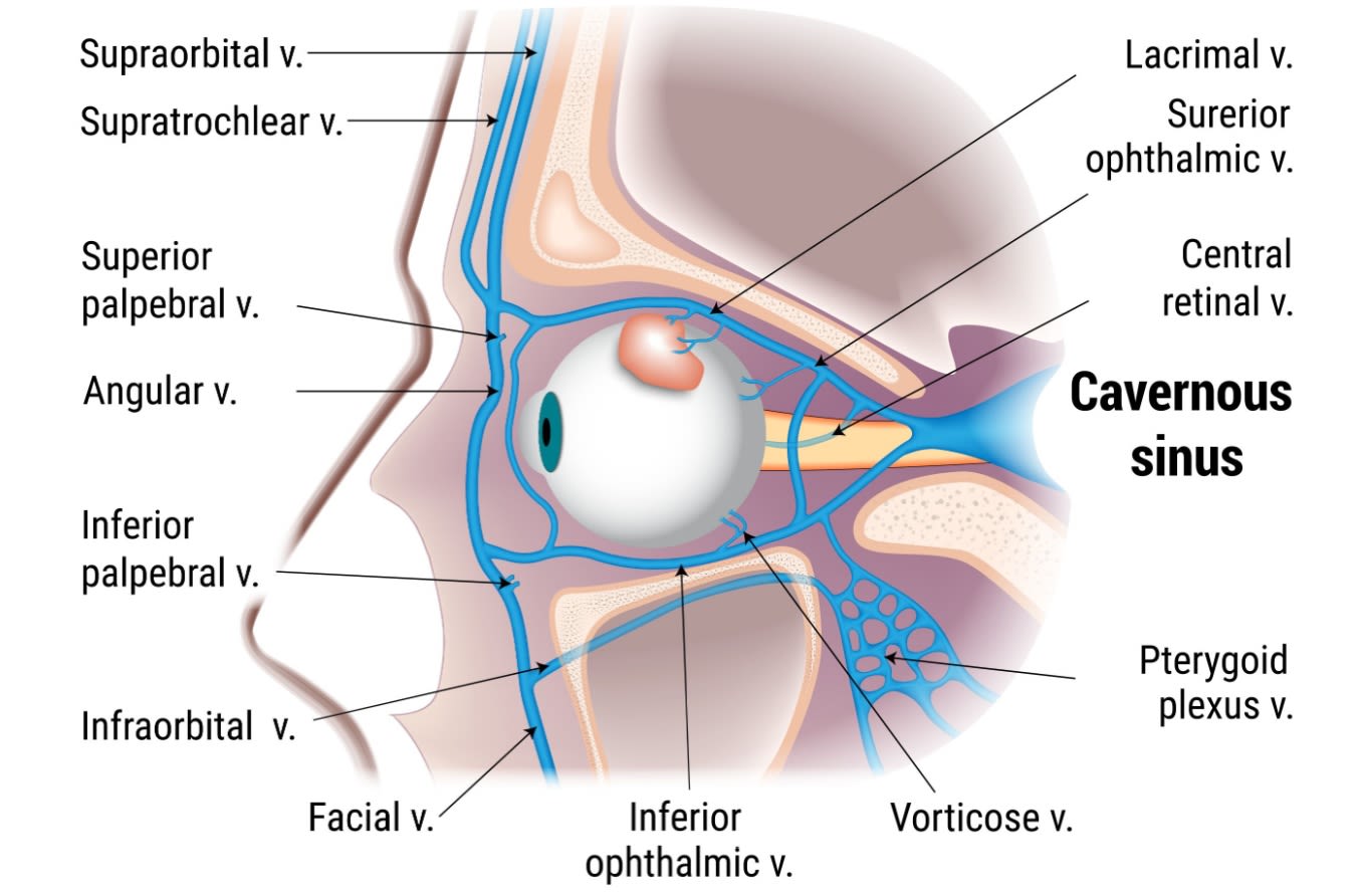 Illustration of the cavernous sinus.