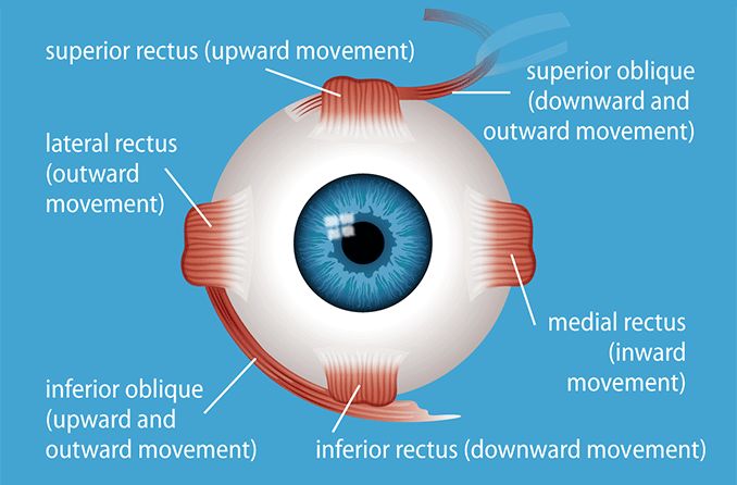 illustration of the different types of eye muscles