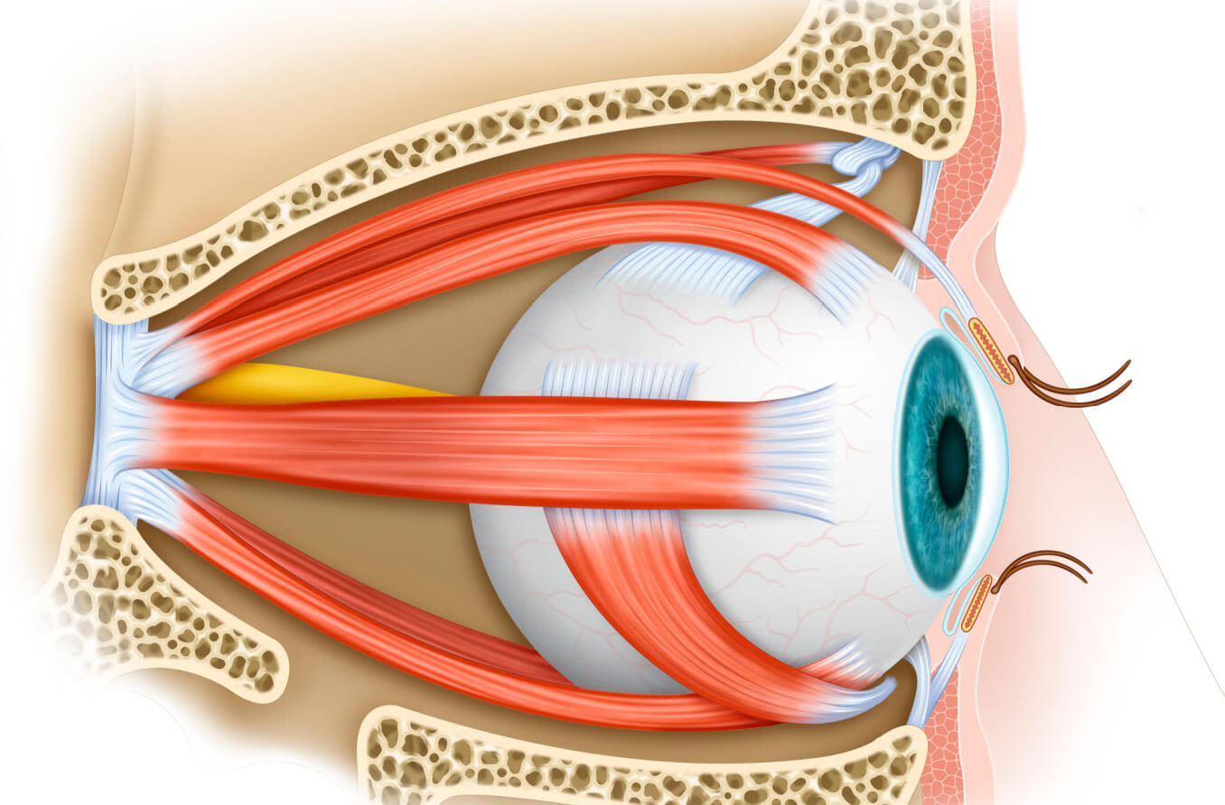 ilustração dos diferentes tipos de músculos oculares