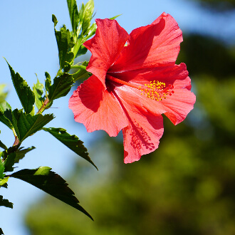 sapore rosa brillante piccolo