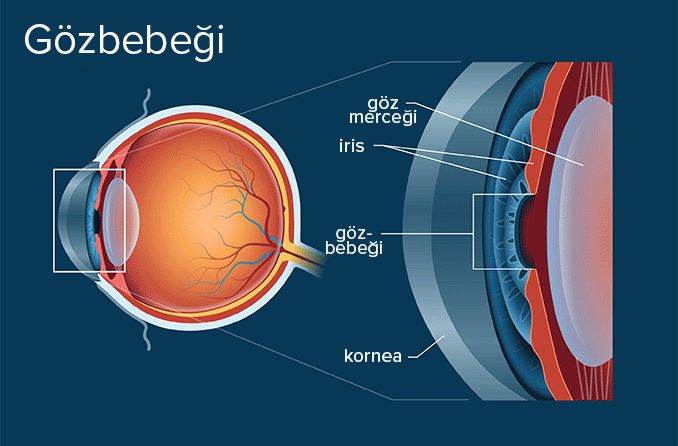 Göz bebeğinin anatomik çizimi.
