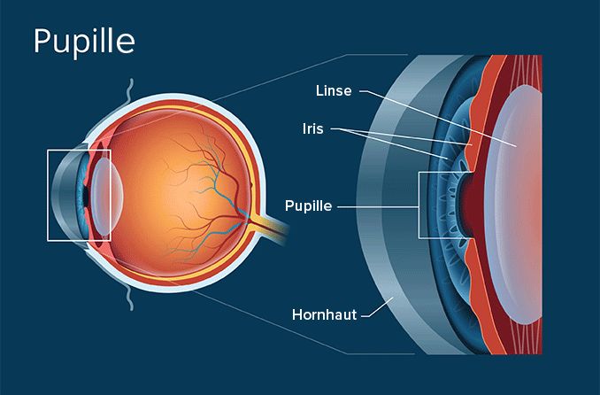 Anatomische Zeichnung der Pupille des Auges.
