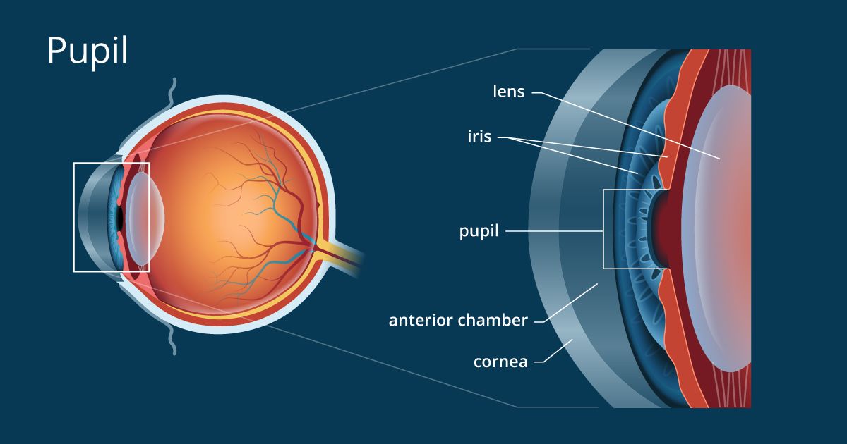 眼睛的瞳孔的解剖图。