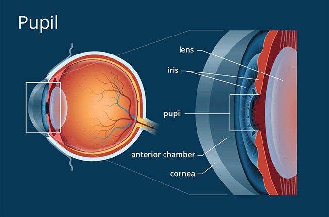 Anatomical drawing of the pupil of the eye.