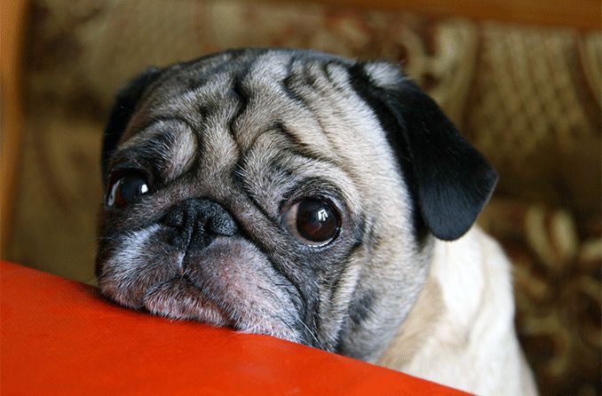 closeup of a pug with dry eyes