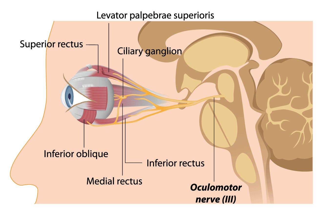 eye anatomy illustration of the oculomotor nerve