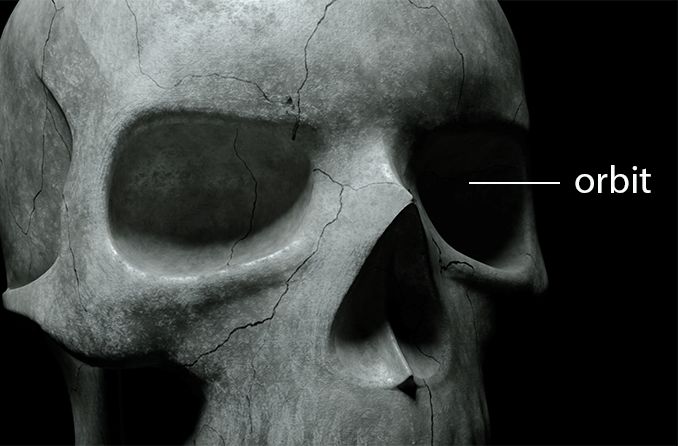 closeup of the orbital bone on a skeleton