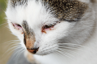 eye discharge infection cat