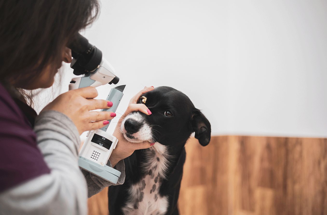 veterinary ophthalmologist using a portable slit lamp looking into a dog's eye
