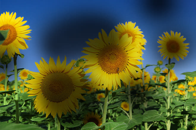 effects of diabetic retinopathy on an image of sunflowers