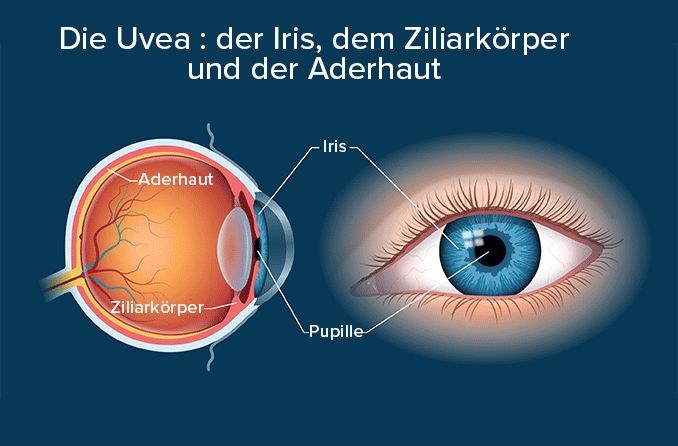 Illustration der Anatomie der Uvea, einschließlich Iris, Ziliarkörper und Aderhaut.