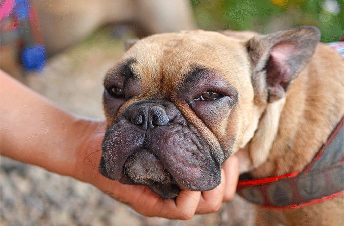 French bulldog with swollen eyes
