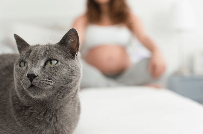 cat with pregnant woman in background (risk of toxoplasmosis)