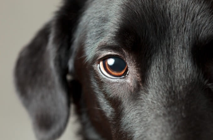 Close-up of dog eyes