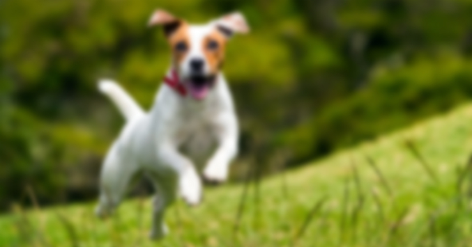 jack-russell-blurred-1200x630.jpg