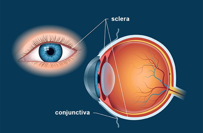 Illustration of the sclera of the eye