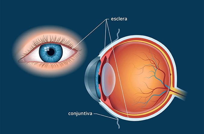 Ilustração da esclerótica do olho