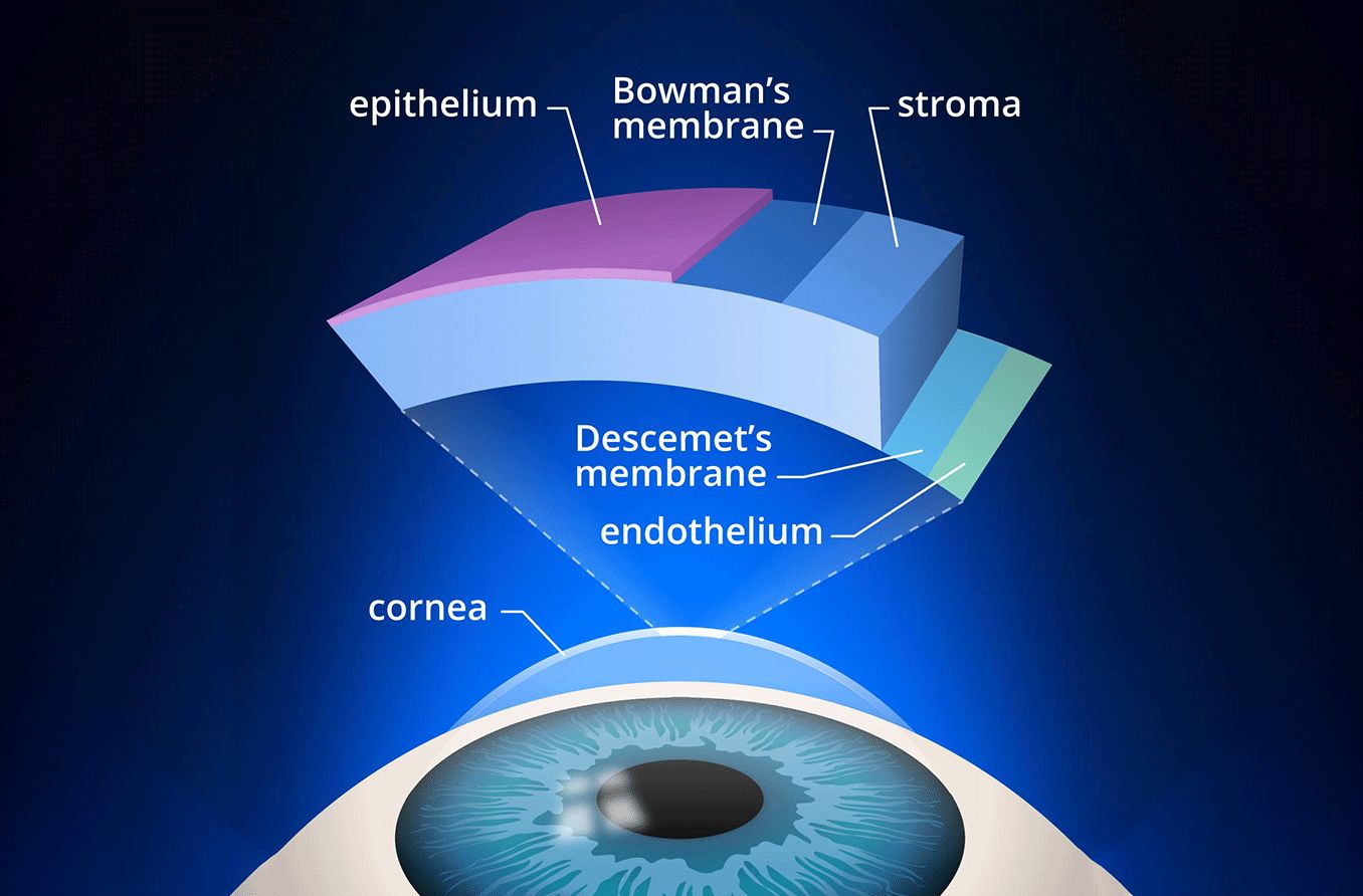 layers of the cornea including the Descemet's membrane