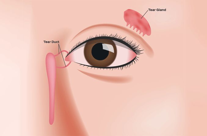 illustration of tear duct anatomy