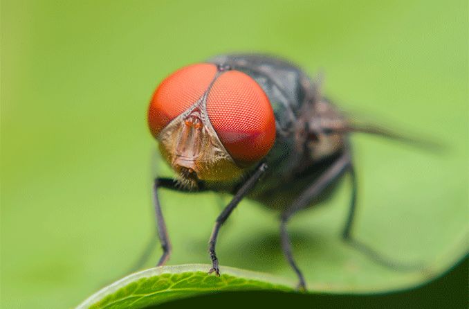 an infected fly can cause a bacterial infection of the eyes called trachoma