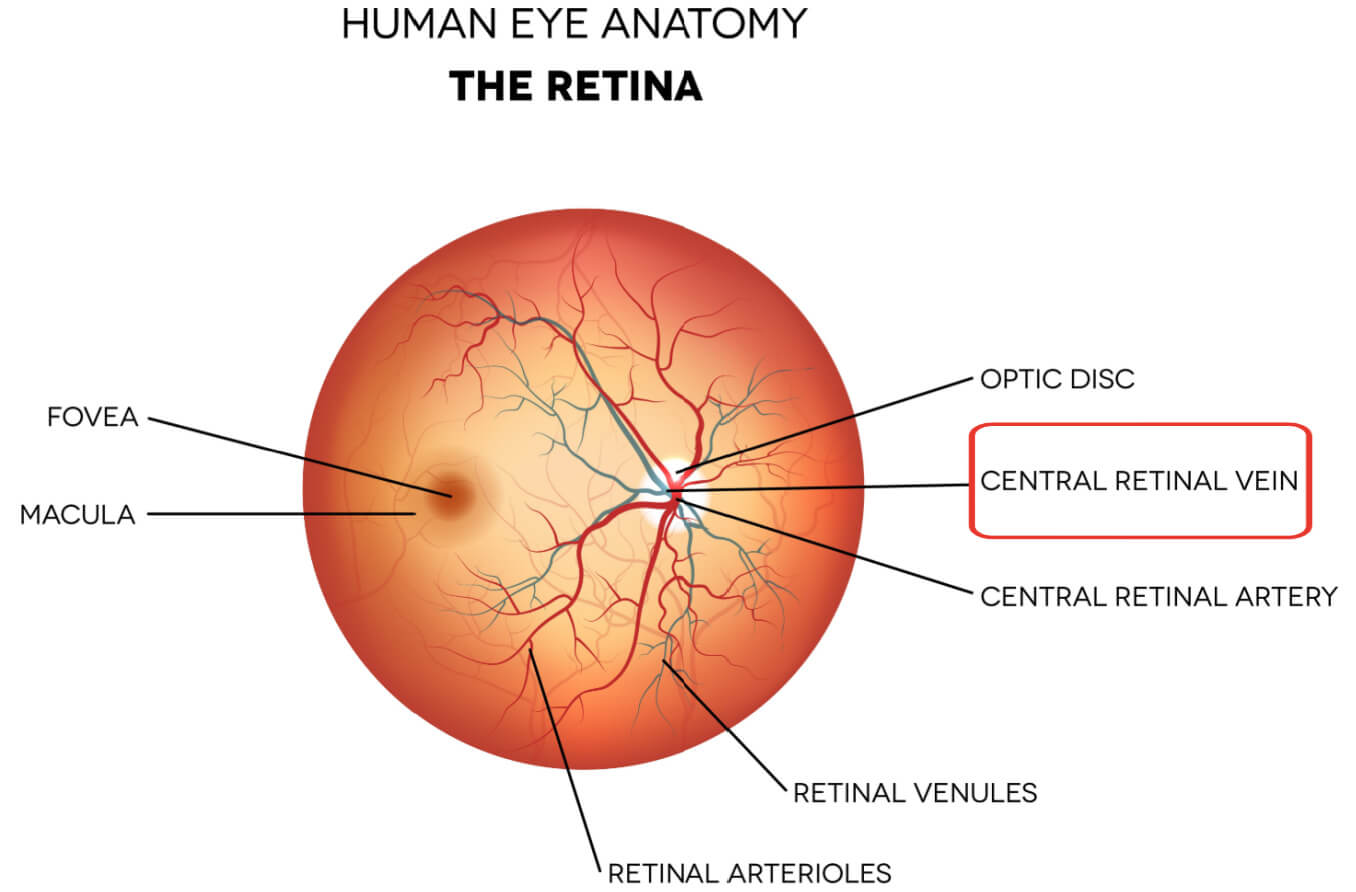 Illustration of central retinal vein location on the retina.