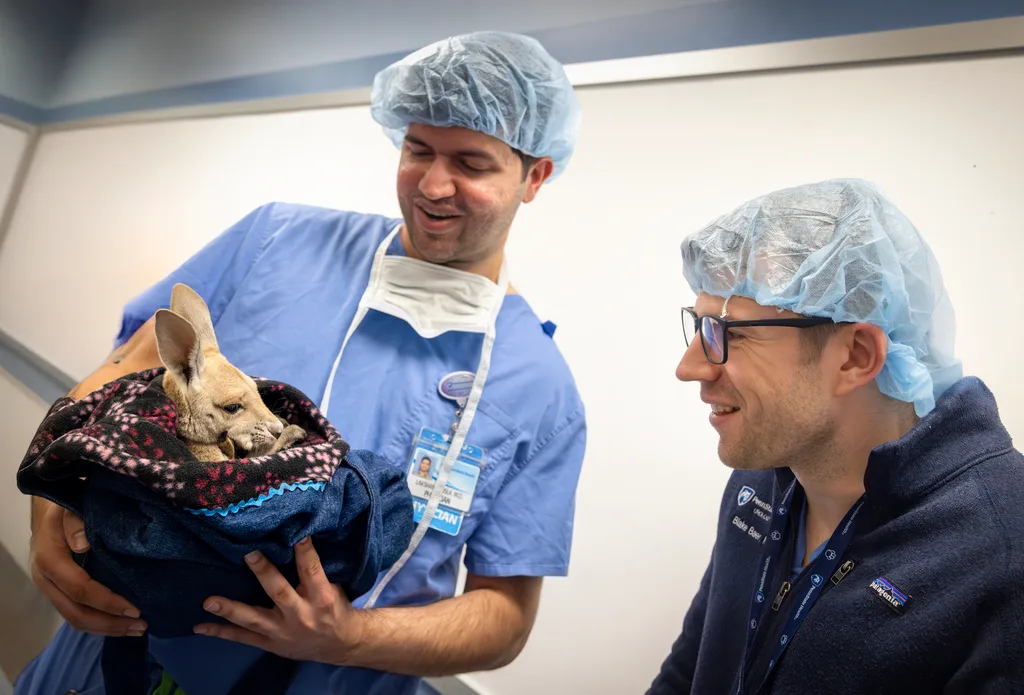 A man in surgical scrubs and cap holds a baby kangaroo in a blanket while another looks at the kangaroo