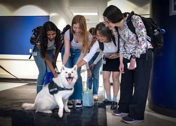 Four medical students crouching down toward Noca the therapy dog, three of them reaching out to pet Noca.