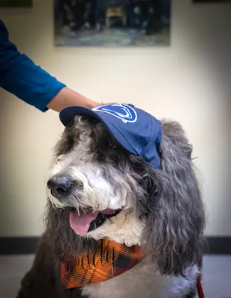 Teddy, a therapy dog, wears a Penn State cap