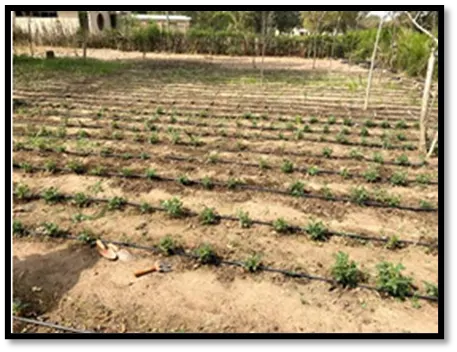 EWB-KNUST Rainwater Catchment & Irrigation Project