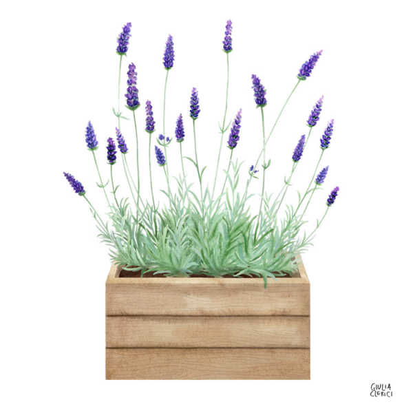 lavanda GClerici