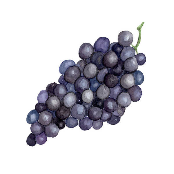 Frutta&Verdura - uva
