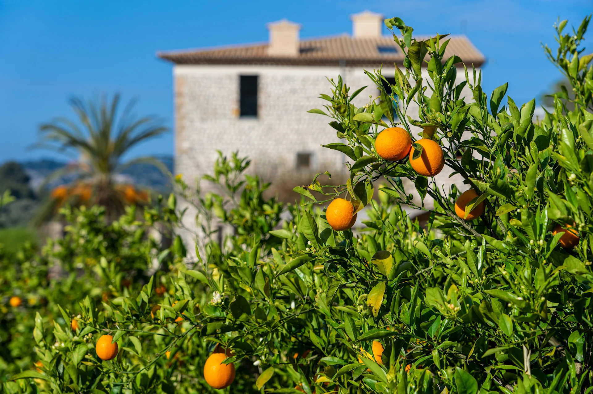 Orangetree on Mallorca Island