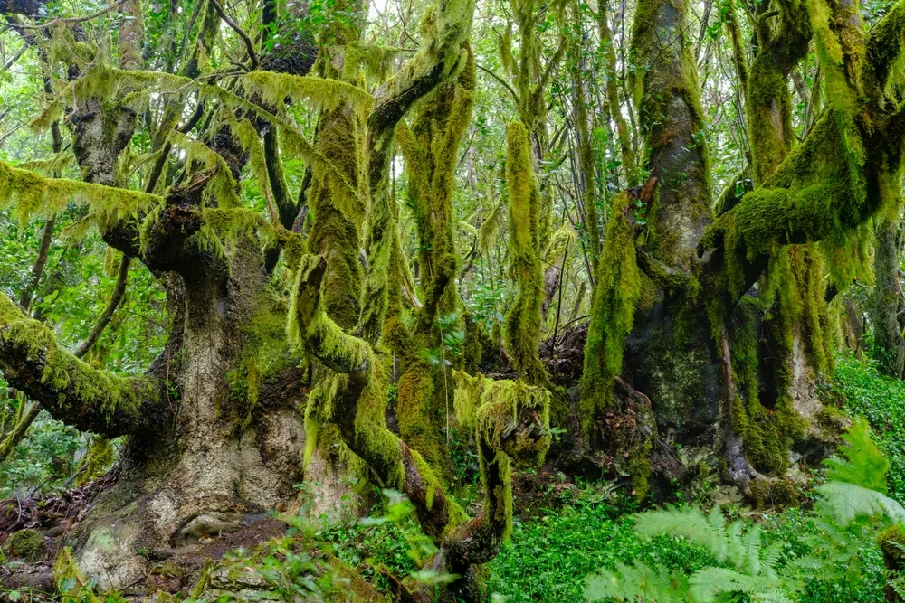 Garajonay National Park La Gomera