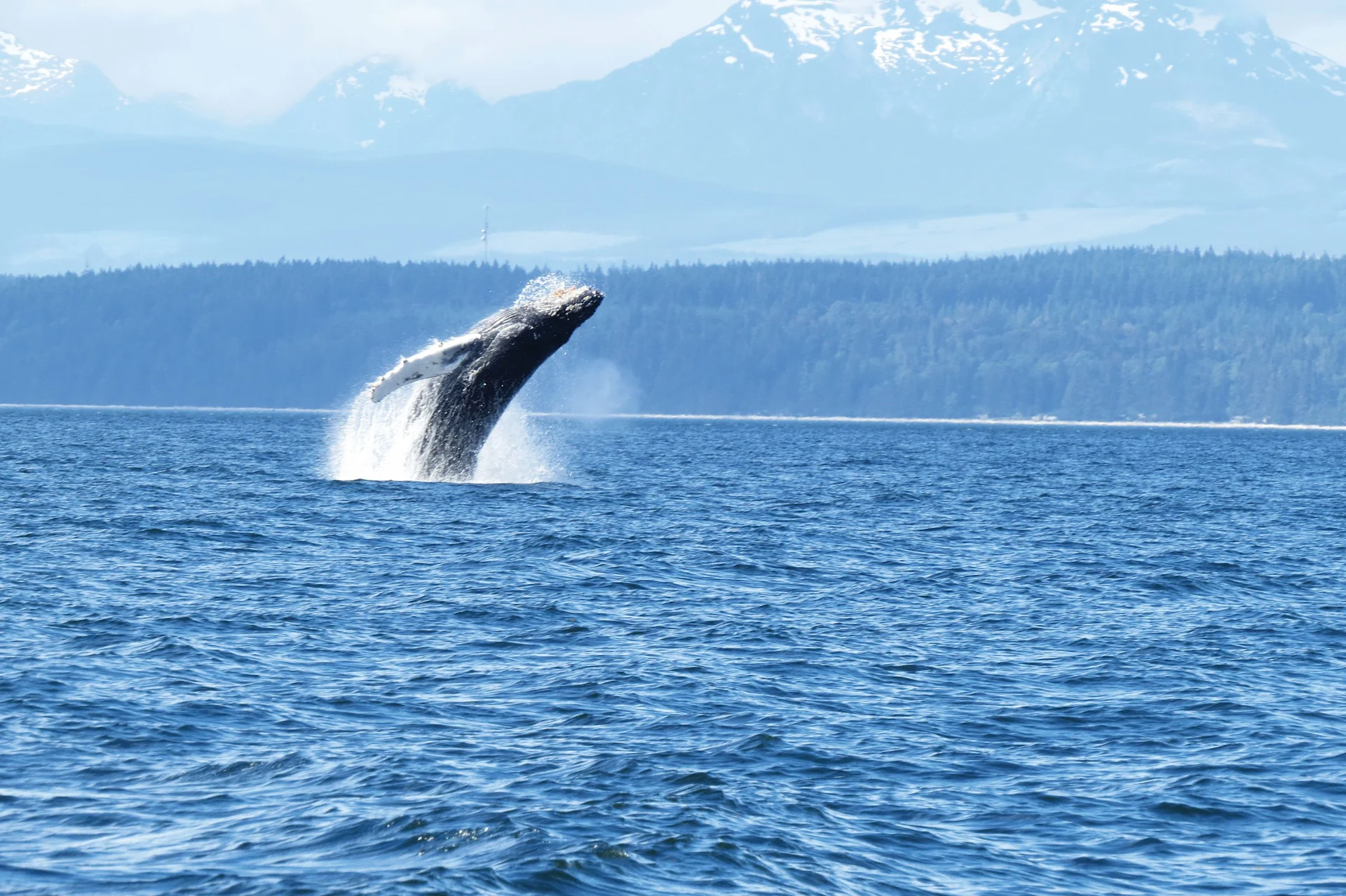 Humpback whale breaching from the ocean with forested shore and snow-capped mountains in the background